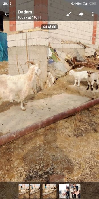 Echki sotiladi 2 ta bolasi bor 2.5litrdan 3litrgacha sut beradi