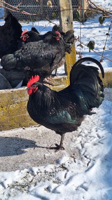 Разплодни яйца от черен австралорп