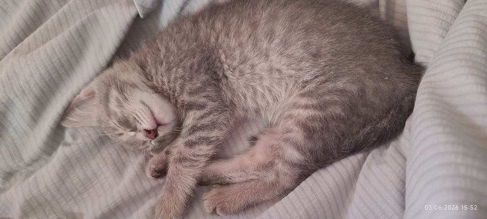 Пропал котенок!!