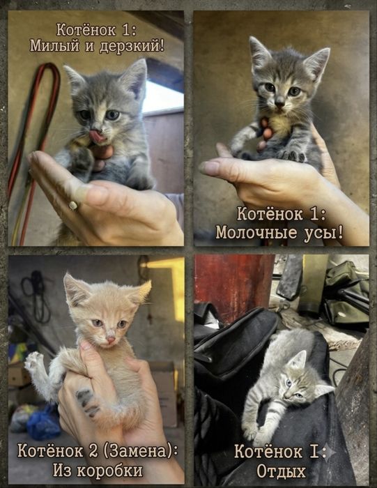 Подкинули котят, 2 мальчика 2 девочки