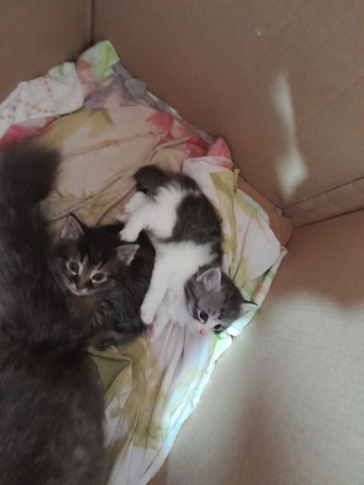 Котята в добрые руки от сибирской кошки
