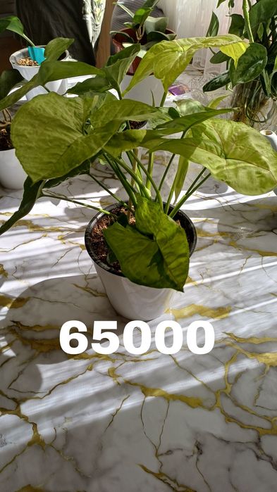 Сциндапсусы в горшках