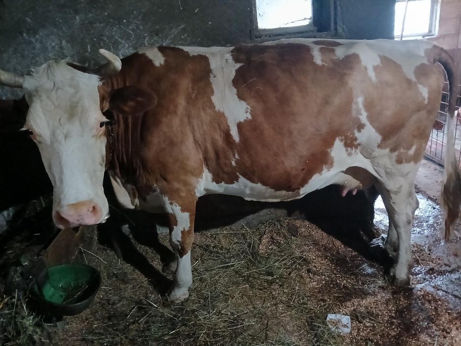 Vacă baltată românească gestanta in 7 luni