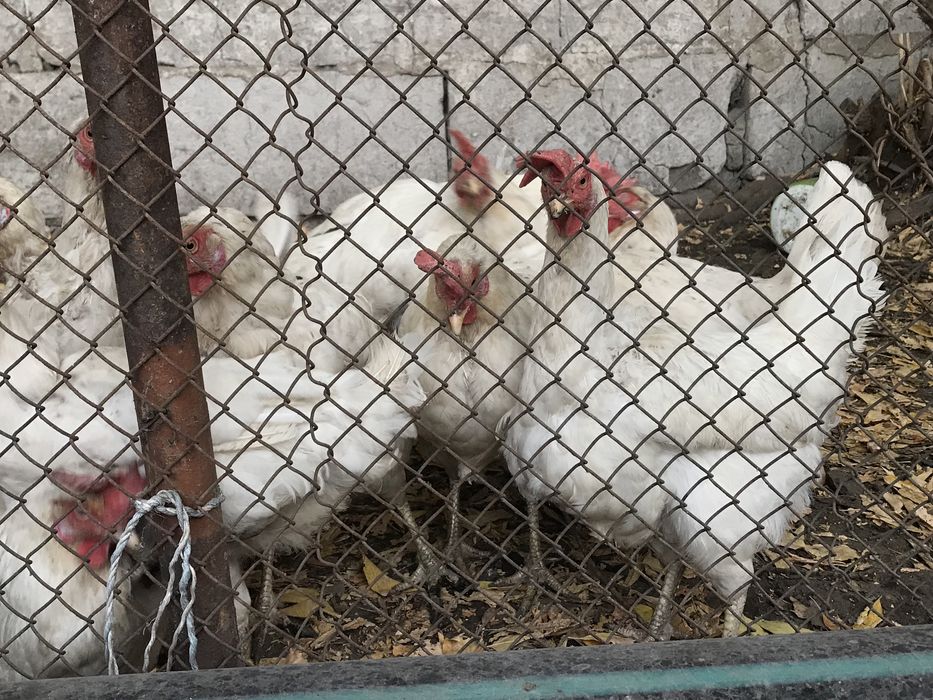 Продам кур несушки