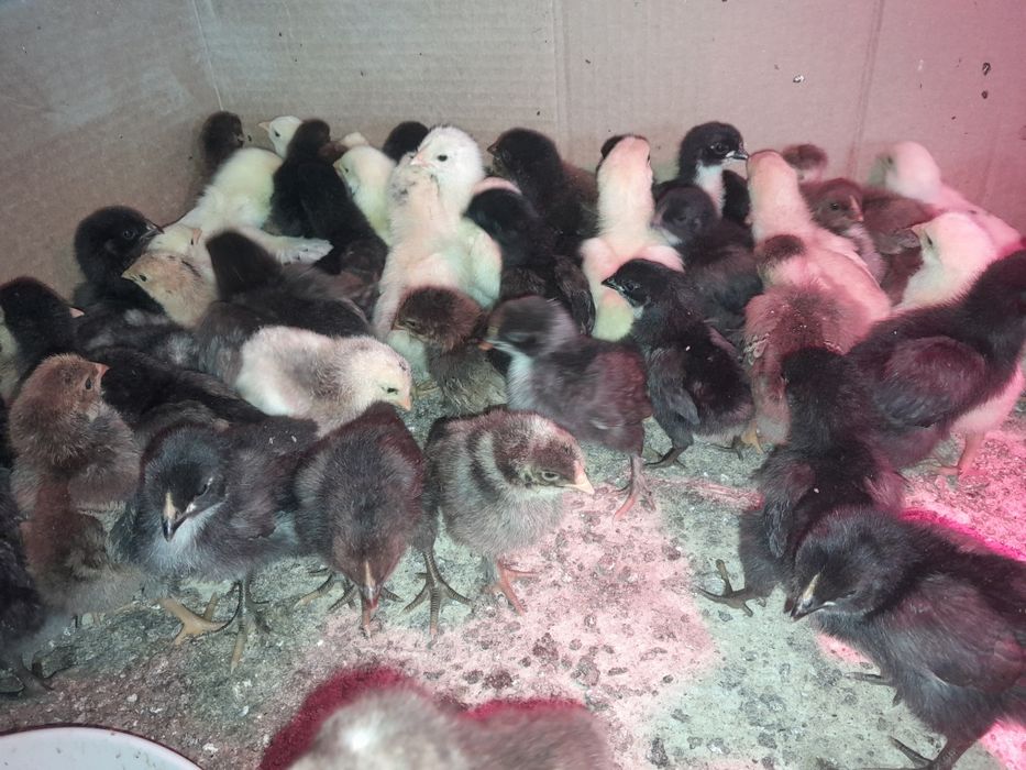 Pui de casa din găini libere!