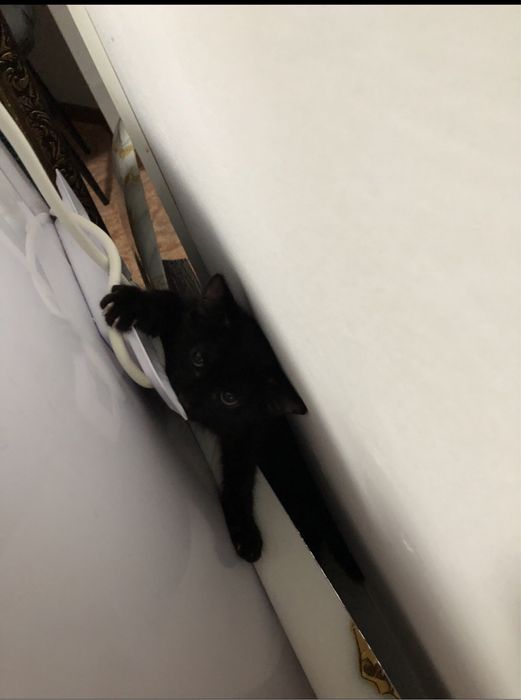 раздам маленьких котят