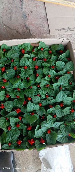 Петуния бархатци шафран