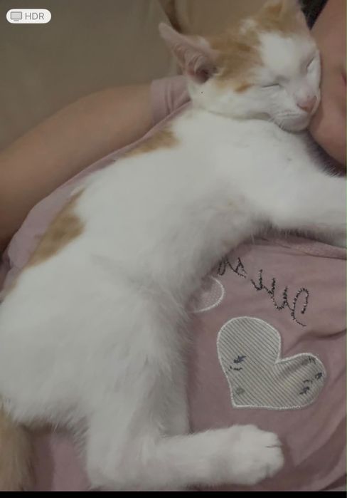Отдам даром в хорошие руки котёнка