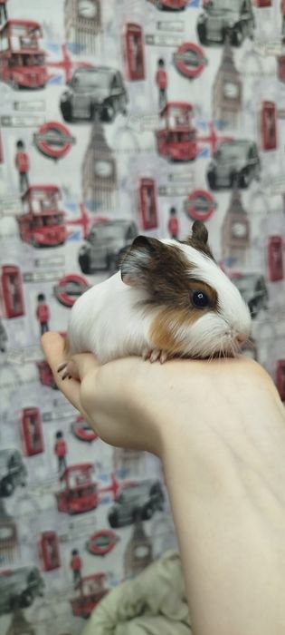 Продам морских свинок