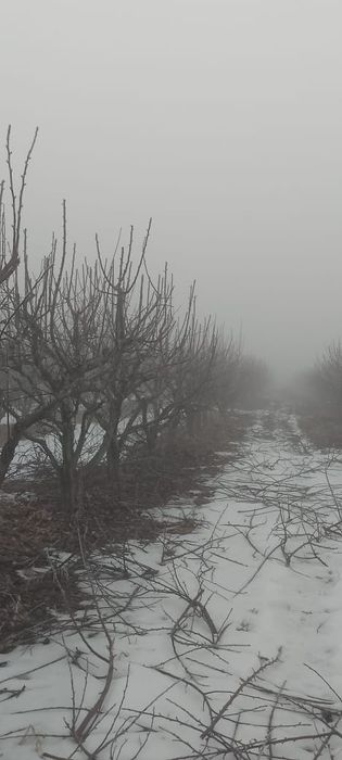 Обрезка деревьев