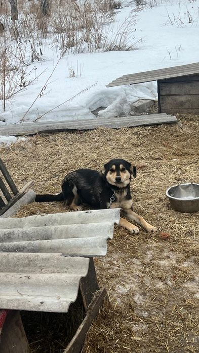 Срочно отдам в добрые руки