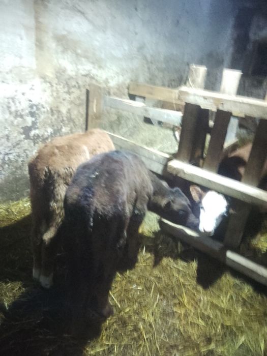 Прадам телят полтора месяца