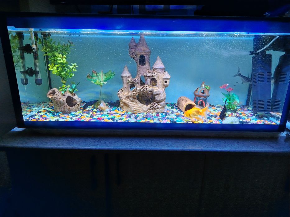 Аквариум с рыбками