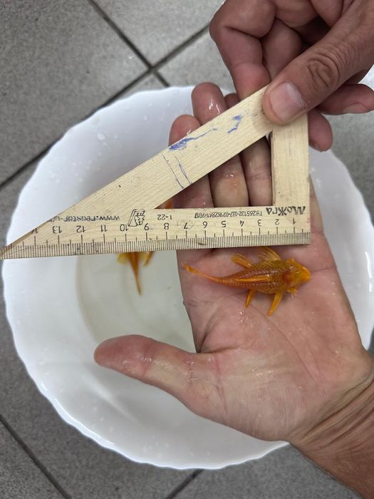 Анцирус Золотой пара