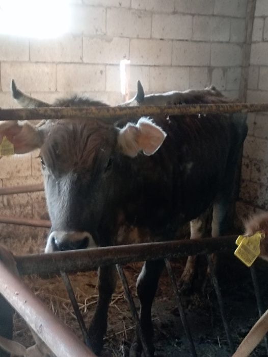 Вынужденый забой