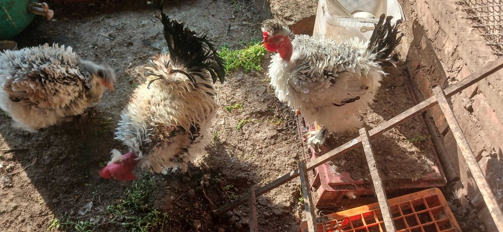 Мини кохин петлета и къдрави