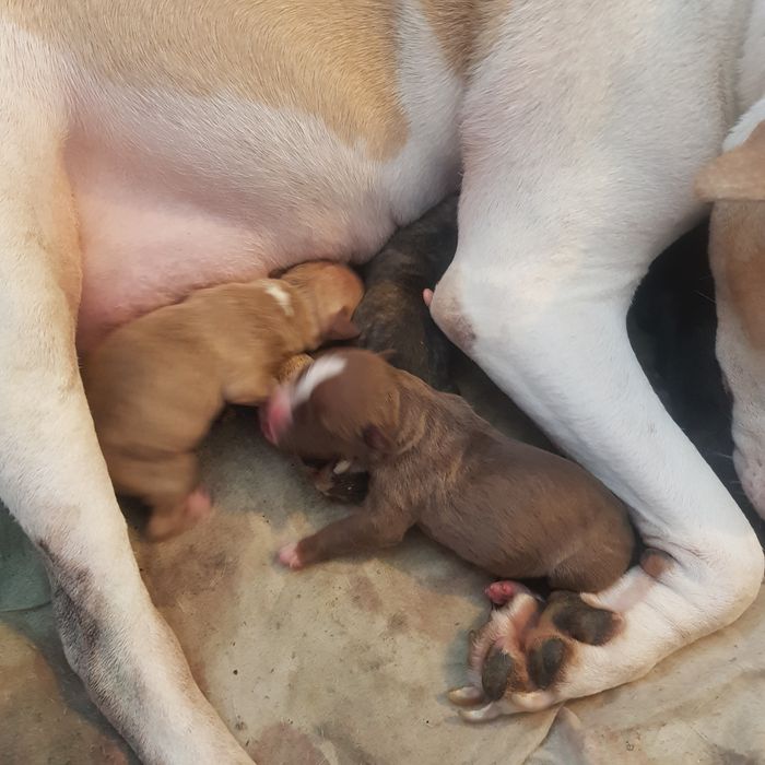 Продажа щенков пит-булей