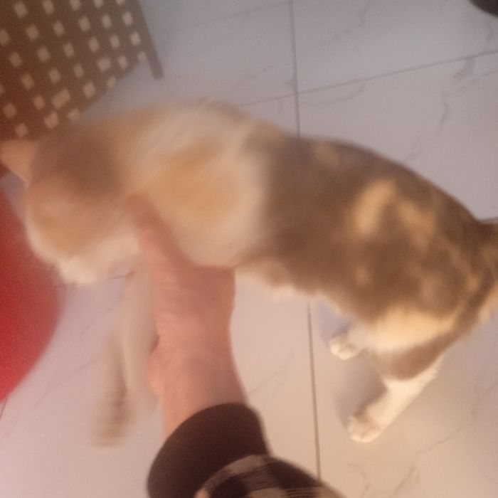 Отдам котенка трёхцветную