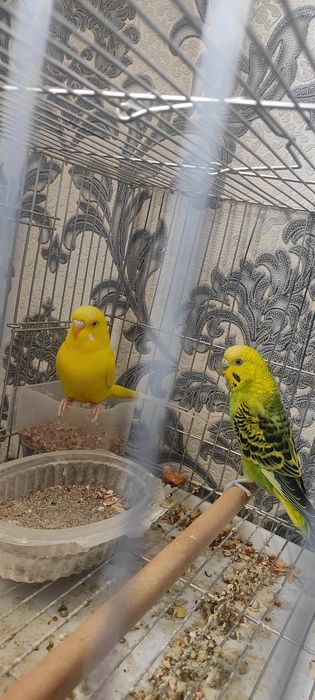 Волнистий попугай пара