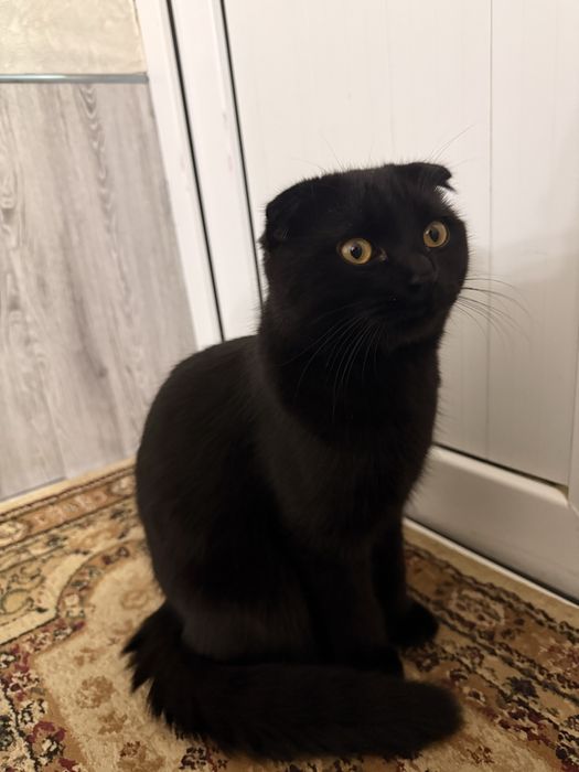 Srochno. Sotiladi. Scottish fold 8 oylik. Oʻgil bola