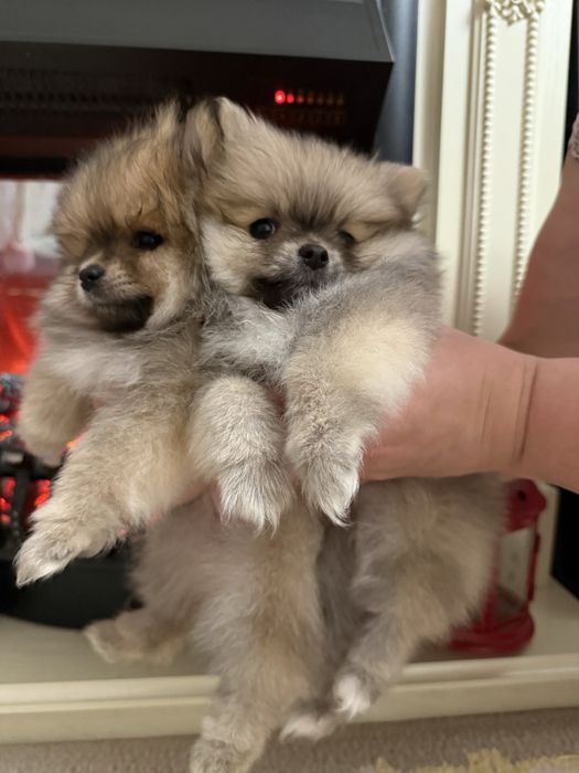 Щенки Немецкого Шпица