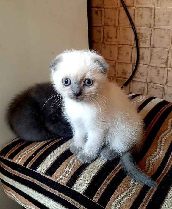 шотландская вислоухая котята (скоттиш-фолд)