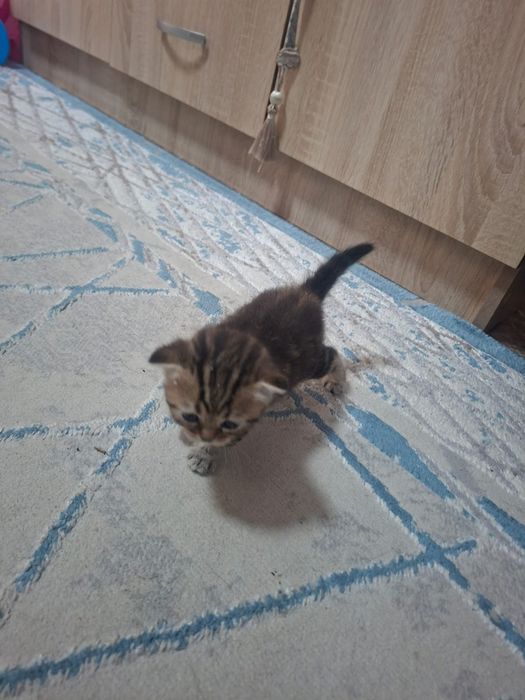 Продам котят, 5000 торг