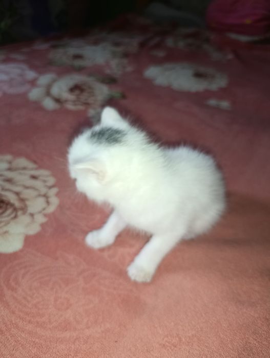 Продам котят британцев