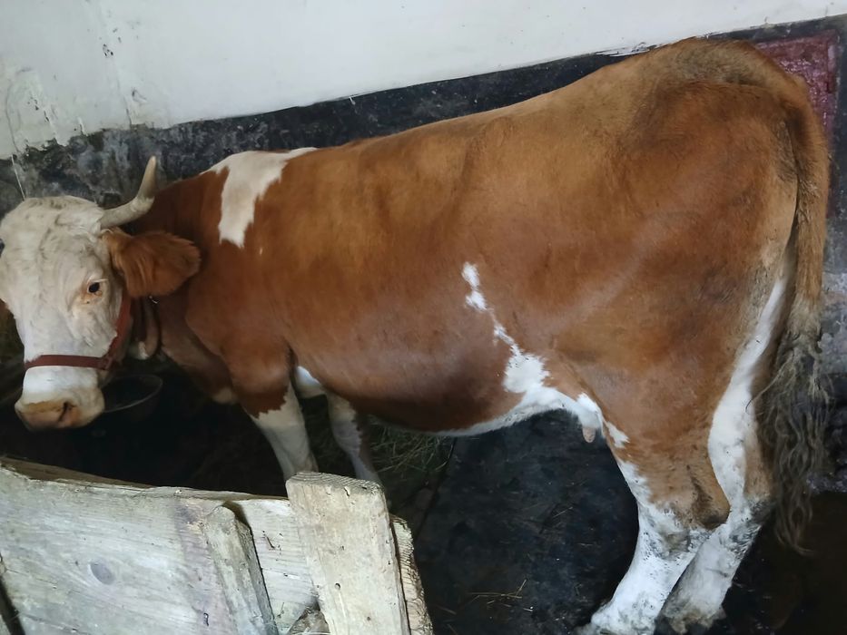 Vaca  cu lapte , baltata romaneasca
