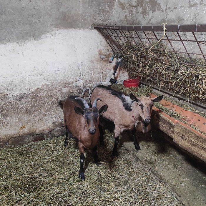 Capre Alpine de vanzare