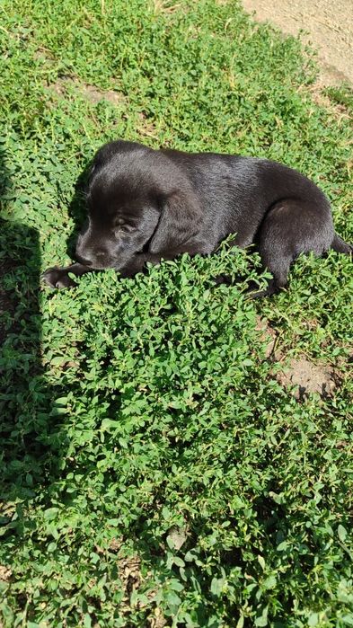 Щенок таксы ,  в добрые руки