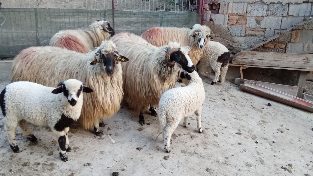 Oi cu miel de vanzare