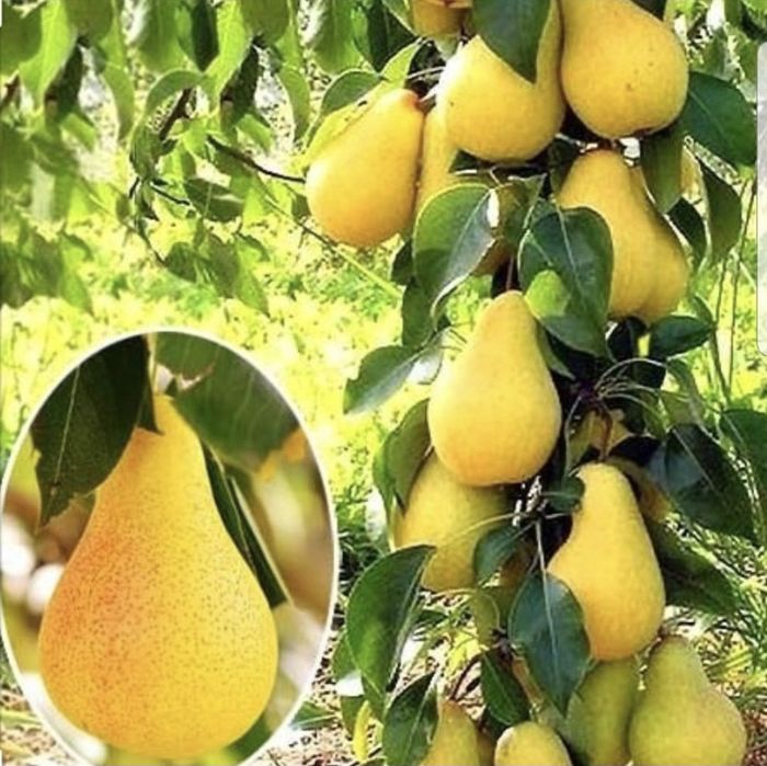 Pomisori columnari 2/3/4 ani