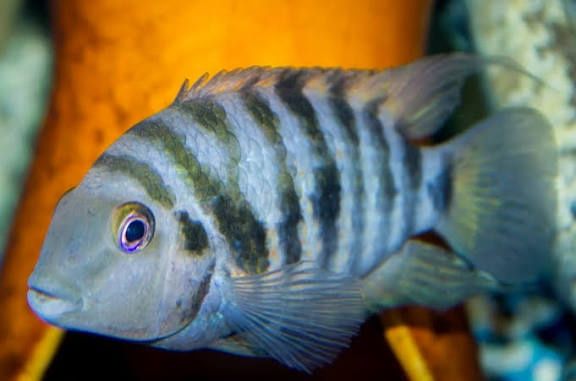 Продам аквариум вместе с содержимым