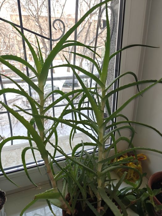 Алое пятилетний 2 в керамическом горшке