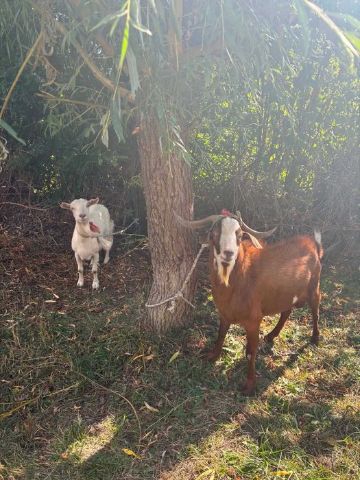 Animale de țară