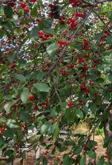 Продам дачу в саду "Клён"