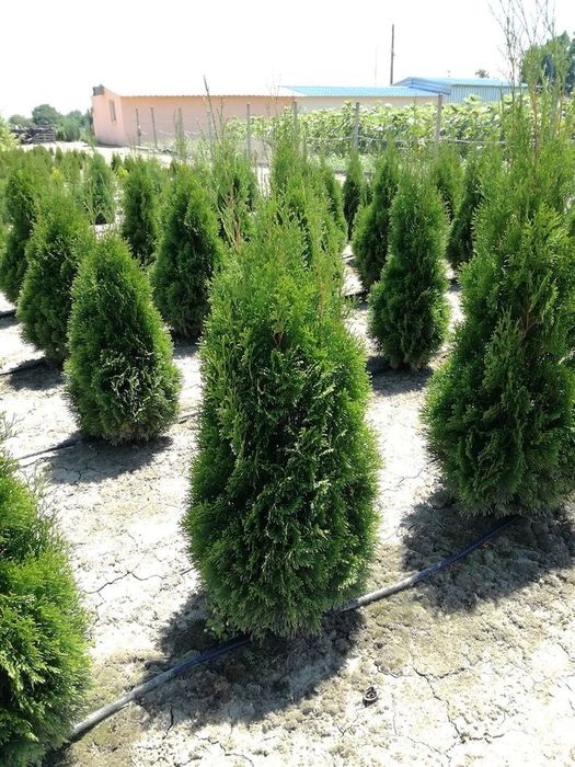 Туя смарагд в Алматы