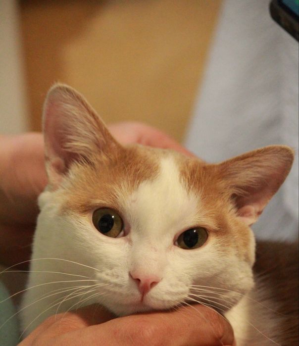 Кастрированный кот ищет семью