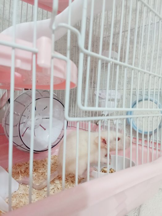 Отдам крысу Дамбо