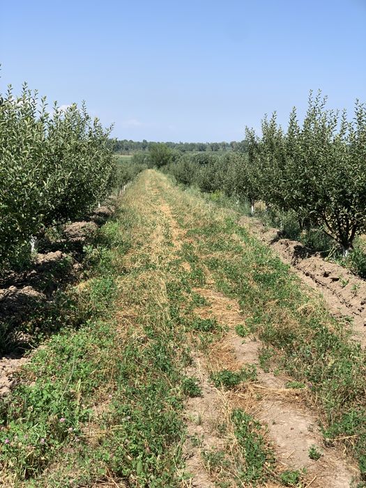 Сад яблоки  1.5Га