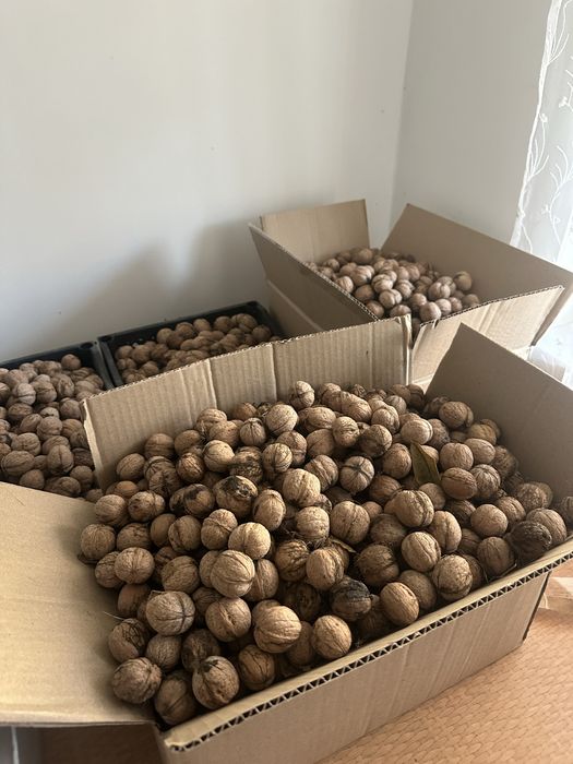 Продам грецкие орехи