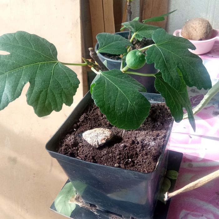 Дерево инжир в контейнере