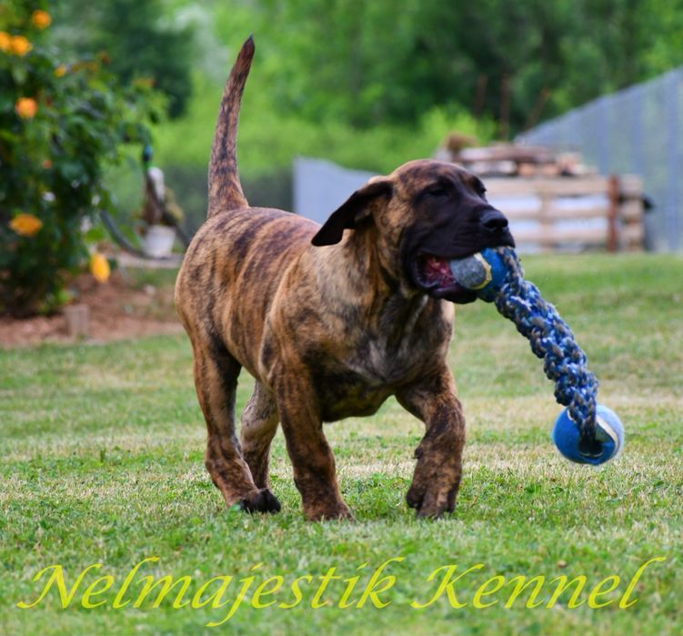 Masculi si femele Presa Canario
