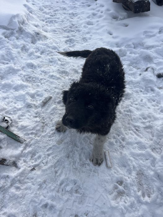 Собака Девочка ищет дом!