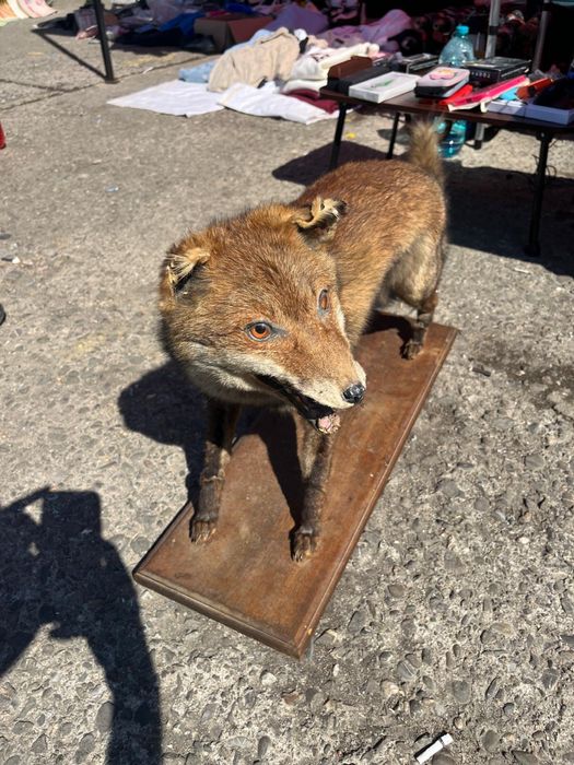 Vulpe Impaiata 80 cm