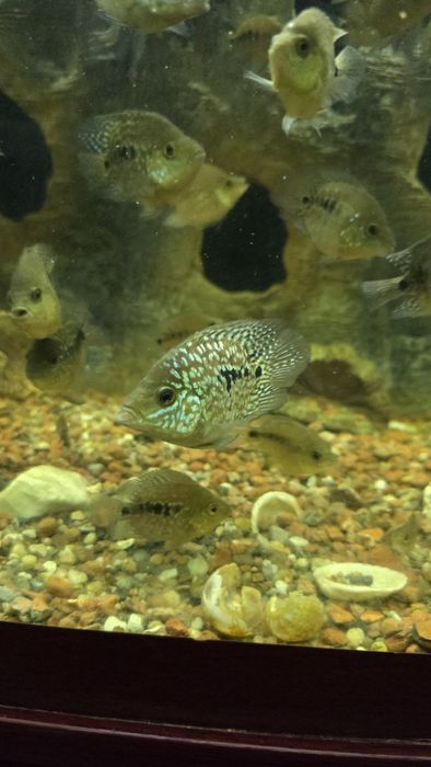 Бриллиантовая цыхлазома (рыба, аквариумные рыбы)