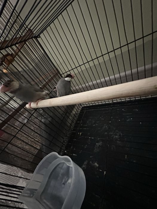 Risviy amadinka tayyor