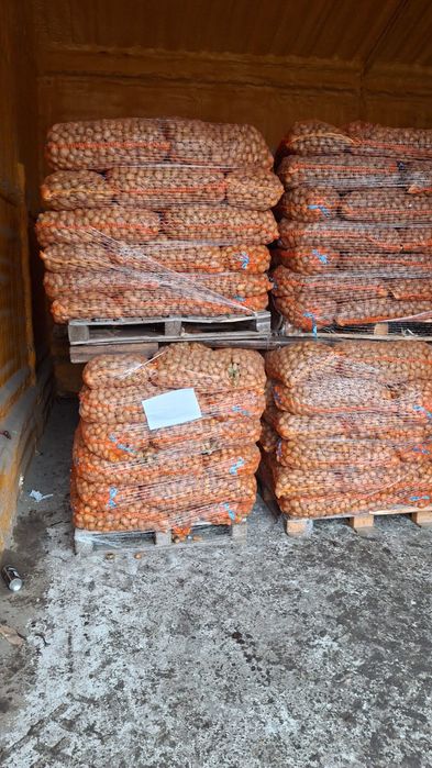 Cartofi de consum și de sămânță