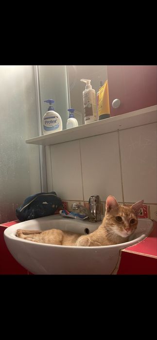 Donez pisica foarte iubitoare (baiețel)